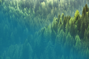 A forest with a teal blue gradient overlaid